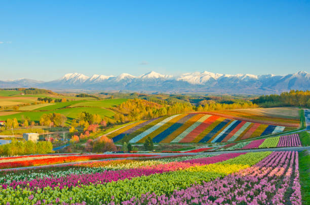 Panoramic Flower Gardens in Biei Active Volcano, Biei Town, Furano Basin, Hokkaido, Japan hokkaido stock pictures, royalty-free photos & images