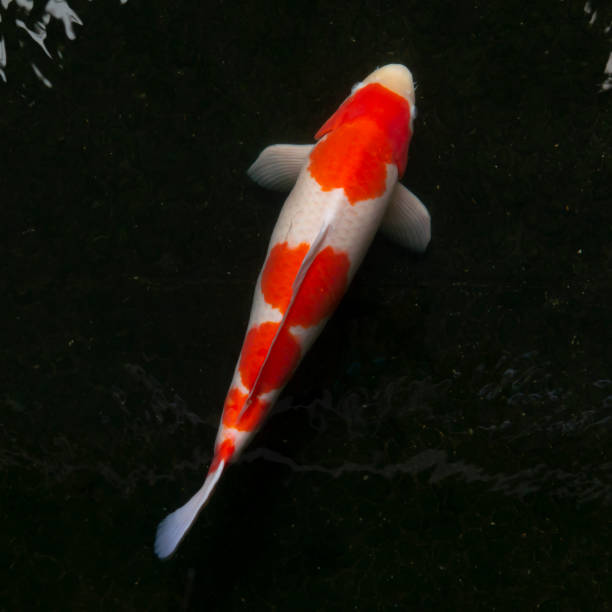 istock Carp fish (Colorful Koi) in the water pool 1141180737