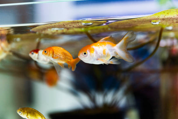 ranch and oranda fish swimming among aquarium reeds - hobbies freshwater fish underwater panoramic imagens e fotografias de stock