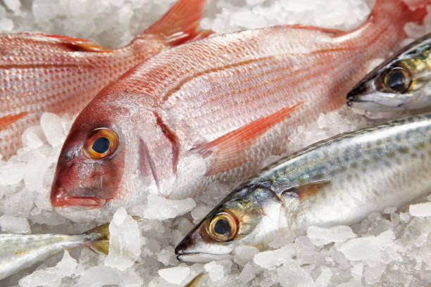 istock Fresh fishes on ice 1141181014