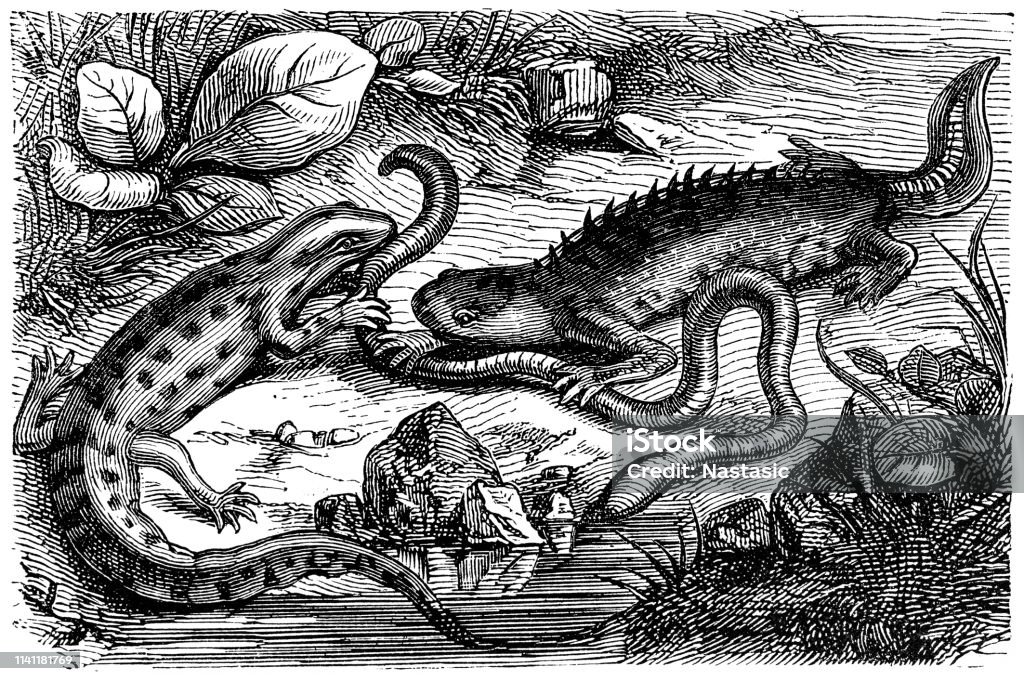 Battle of two newts around an earthworm Illustration of a Battle of two newts around an earthworm Newt stock illustration