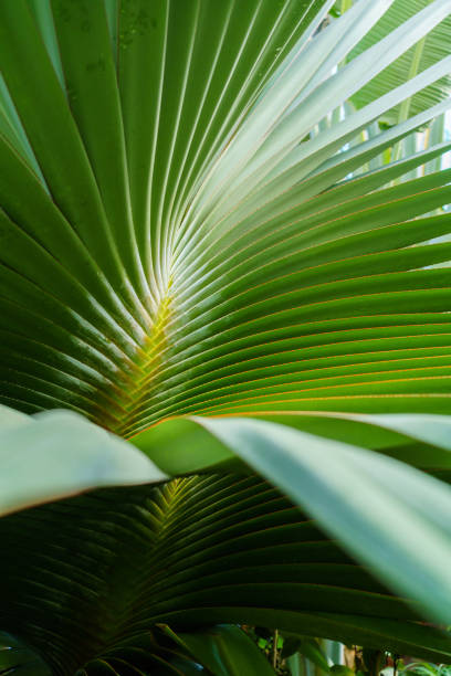 istock Green leaves texture. Fresh spring tropical leaves background 1141182217