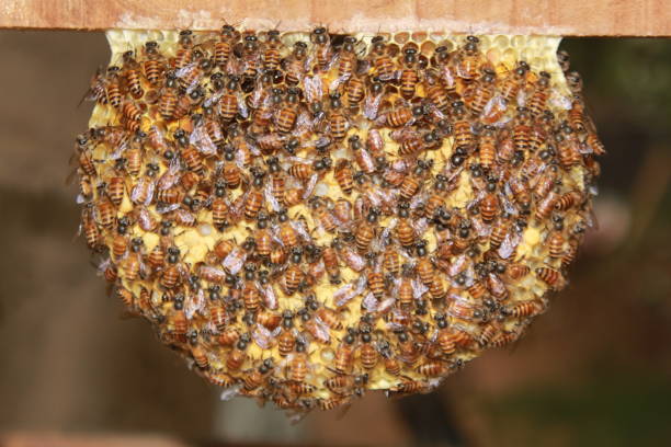 istock Bees on the honeycomb 1141183520