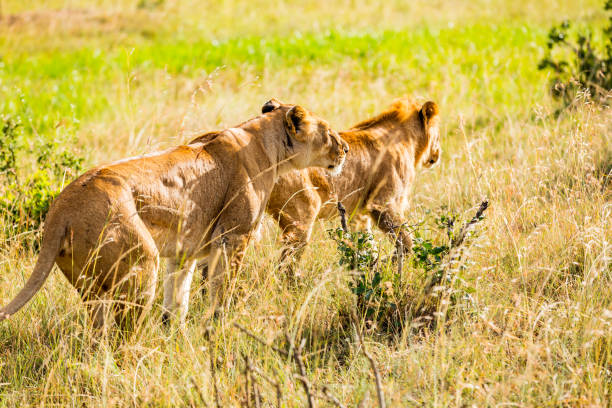 istock Lioness at Hunting 1141183869