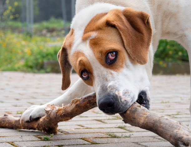 istock Big dog with beautiful sad eyes 1141183885