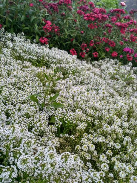 istock White and red flower in park 1141183984