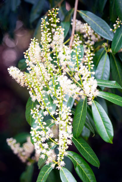 istock Lush Laurel blossom, England, UK 1141184224