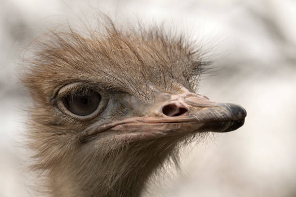 istock ostrich in a zoo 1141184373