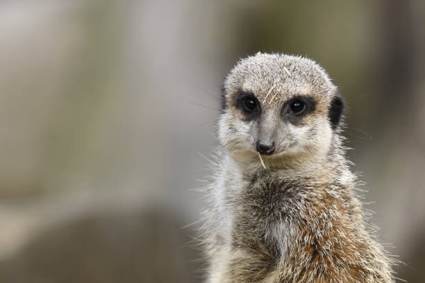 istock meerkats resting in a zoo 1141184452