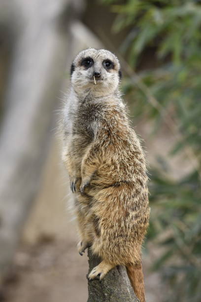 istock meerkats resting in a zoo 1141184454