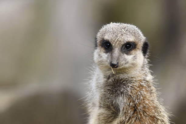 istock meerkats resting in a zoo 1141184456