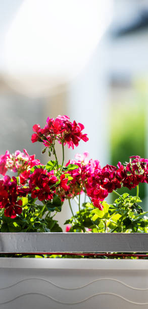 istock Vivid fuchsia red geranium flowers 1141185069