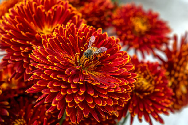 Bee eating's nectar from chrysanthemum Sunset backgroundChrysanthemum Flower in the garden.
