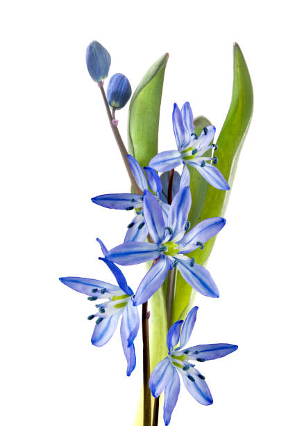 istock isolated image of snowdrops flowers close up 1141185281