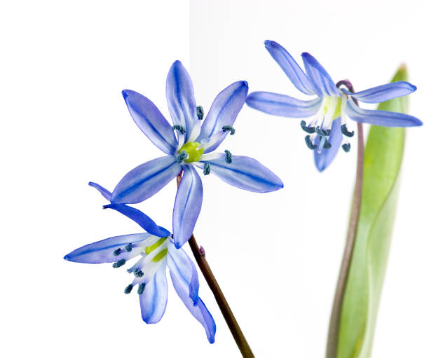 istock isolated image of snowdrops flowers close up 1141185286