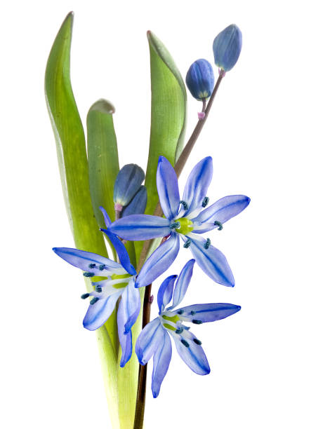 istock snowdrops in a field closeup 1141185287