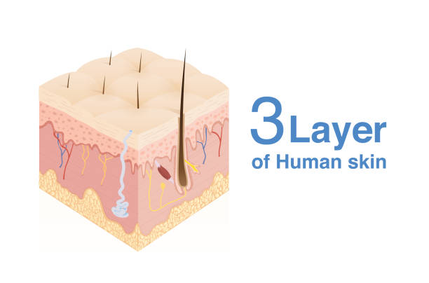 3 Layer of human Skin in isometric style. for medical diagram. 3 Layer of human Skin in isometric style. Illustration about medical and health. sweat gland stock illustrations