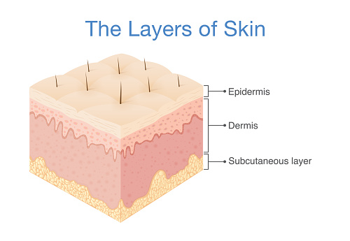 The Layer of the human skin. Illustration about medical diagram.