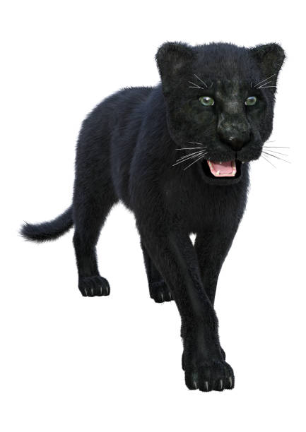 istock 3D illustration black panther on white 1141185888