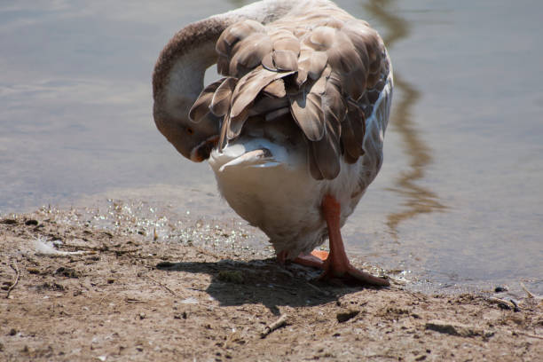 istock the beautiful goose 1141185925