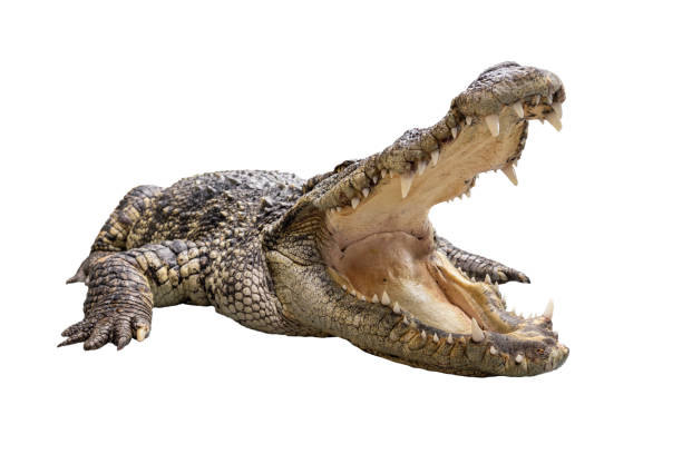 A wide open mount crocodile A wide open mount crocodile crawling on the floor isolated on white background shallow focus siamensis stock pictures, royalty-free photos & images