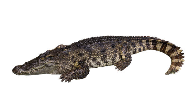 istock Side view of crocodile isolated on white 1141185979