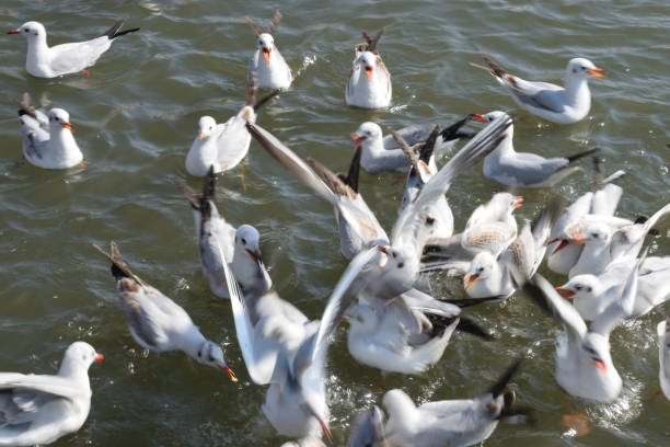 istock Playful birds trying to grab food given to them 1141186072