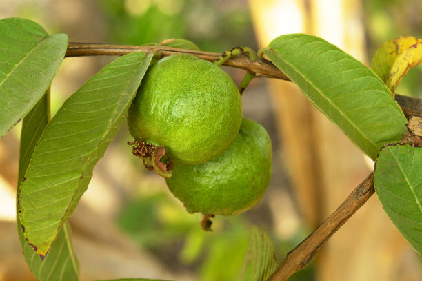 Two guavas on tree stock photo