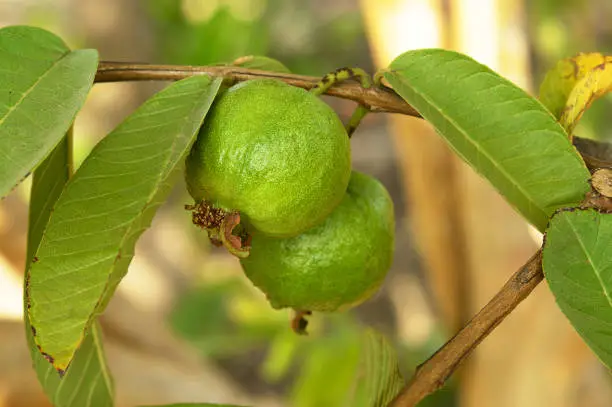 Two guavas on tree