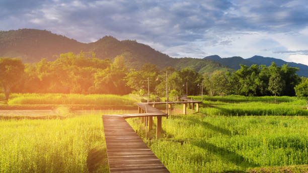 istock Wooden walking path over rice field 1141187256