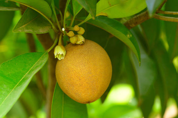나무에 사 포 딜 라 또는 치 쿠 열매 - zapota tree 뉴스 사진 이미지