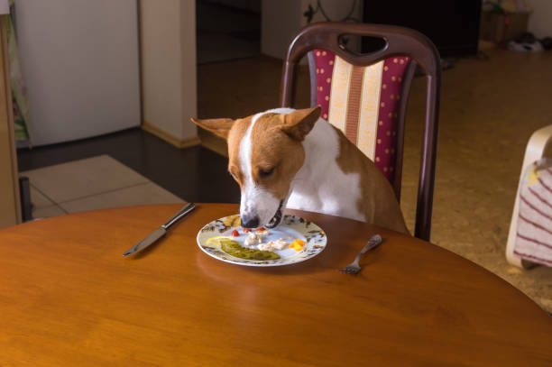 istock Basenji dog is having lunch sitting all alone in dining room 1141187399