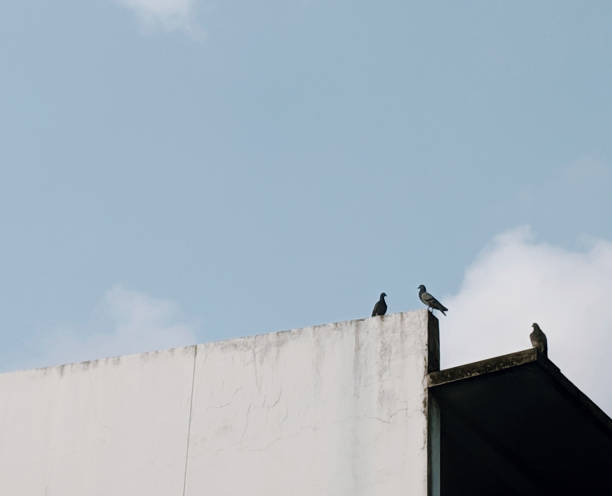 istock Pigeons on a roof 1141187454