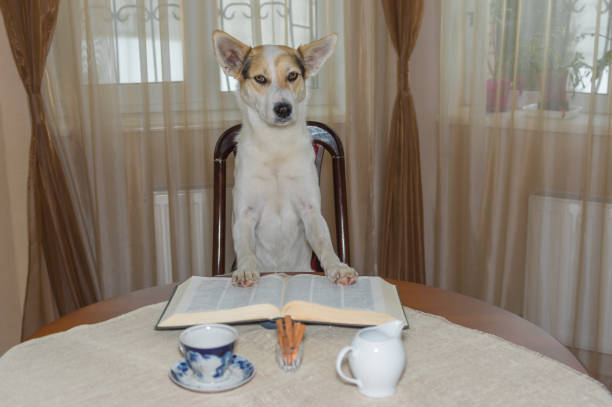 dog homework picture Smart white mixed-breed dog reading big book at the table Portrait of smart white mixed-breed dog reading big book at the table dog ate my homework stock pictures, royalty-free photos & images