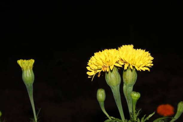 Yellow marigolds against black