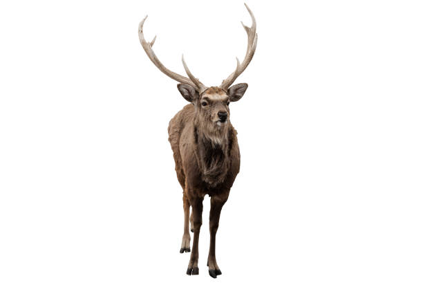 istock Red deer stag in front of a white background_Clipping Path 1141187743