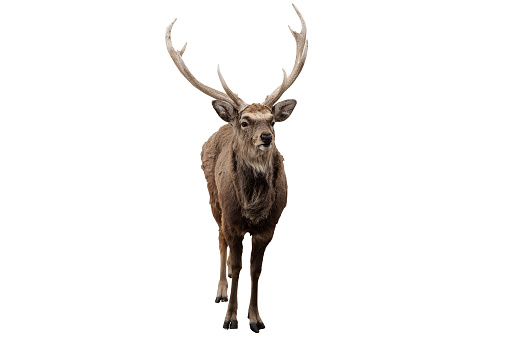 Red deer stag in front of a white background_Clipping Path
