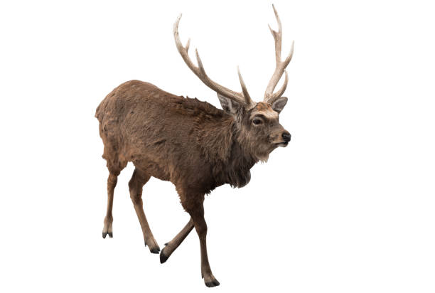 istock Red deer stag in front of a white background_Clipping Path 1141187746