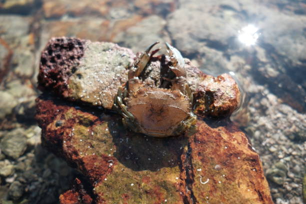 istock Crab at Sharp Island, Sai Kung, Hong Kong 1141187763