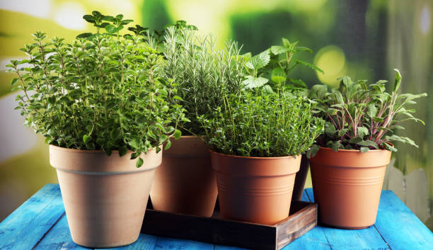 istock Homegrown and aromatic herbs in old clay pots on rustic background 1141190033