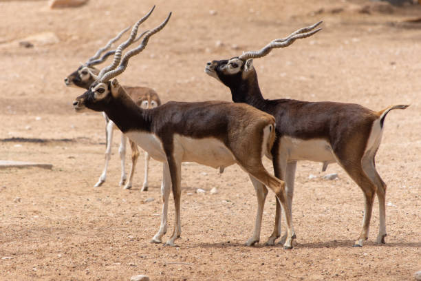 eine gruppe von blackbucks, die am wüstenweg stehen. ein alternativer name ist die indische antelope, in der sie ihren wohnsitz hat (antilope cervicapra). - hirschziegenantilope stock-fotos und bilder