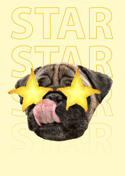 Superstar. Modern design. Contemporary art collage. Superstar. Dog's or pug's head with yellow juicy carambola as an eyes against banana-colored background. Modern design. Contemporary art collage. Concept of music, holiday, animal rights or weekend. starfruit stock pictures, royalty-free photos & images