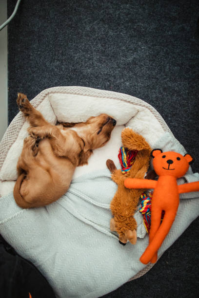 A cute Cocker Spaniel puppy sleeping in his bed with his novelty toys next to him.