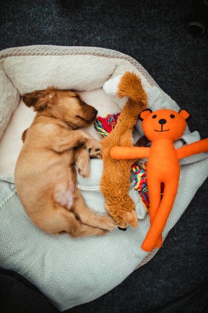 istock A Dog's Best Friend 1141190427