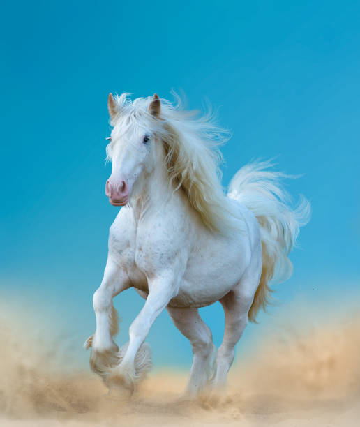 istock Beautiful white gypsy horse running 1141191176