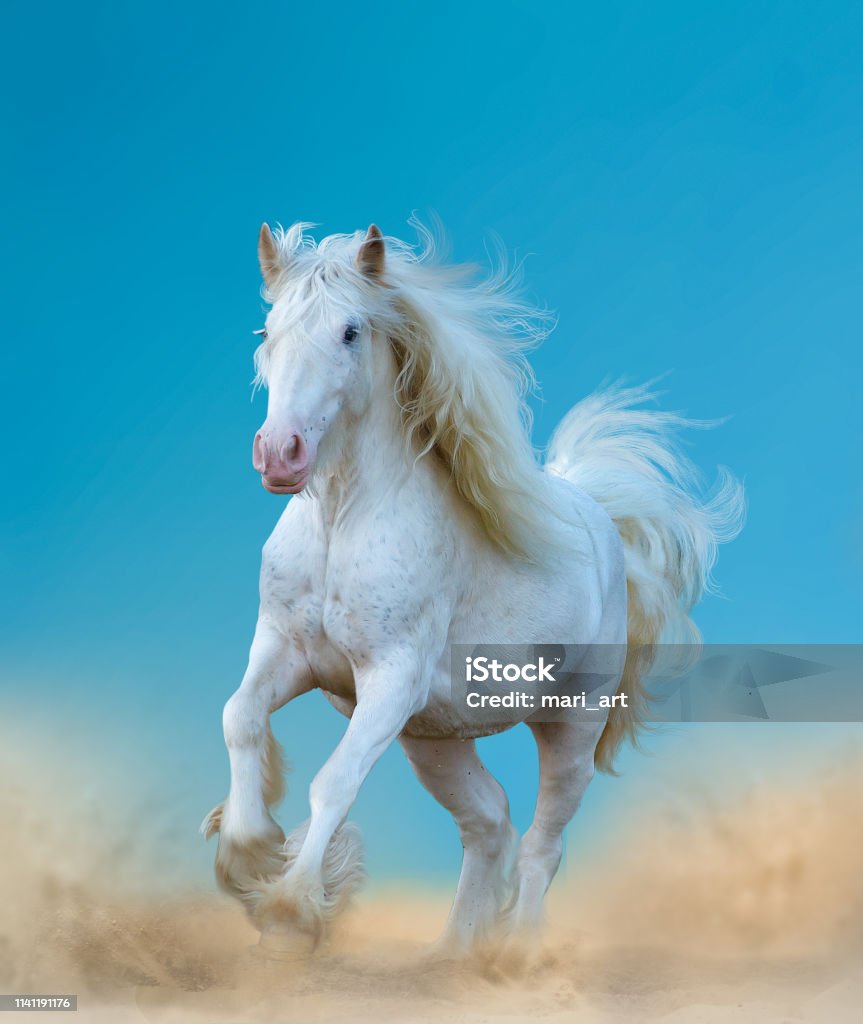 Con Ngựa Gypsy Trắng Xinh Đẹp Đang Chạy Hình ảnh Sẵn có - Tải ...