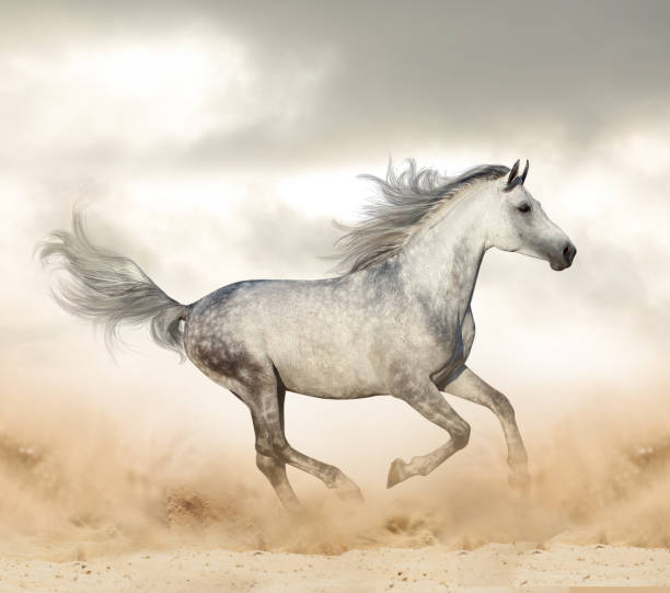 istock Beautiful arabian stallion  in desert 1141191237