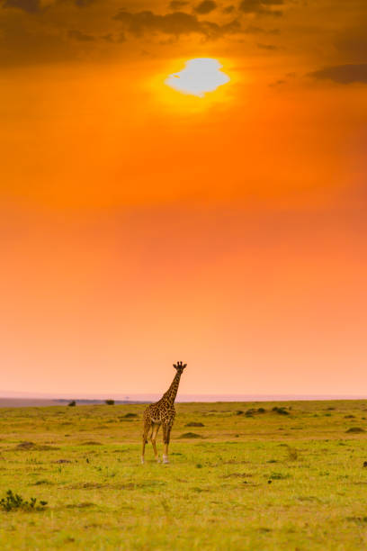istock Giraffe at Sunset in Masai Mara 1141191444