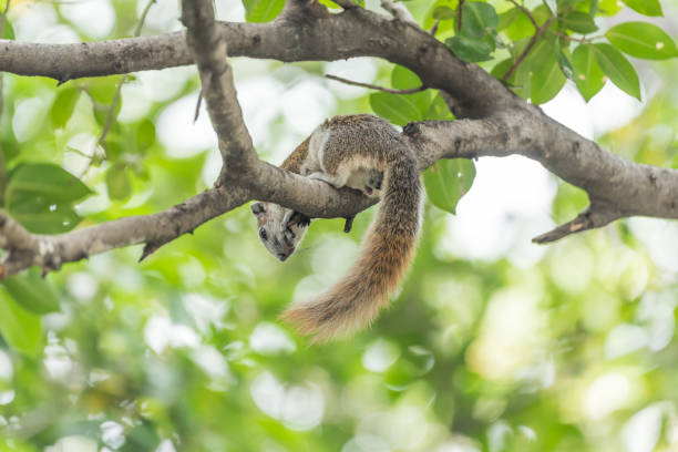 istock Squirrel brown color on a tree in the nature wild 1141191808