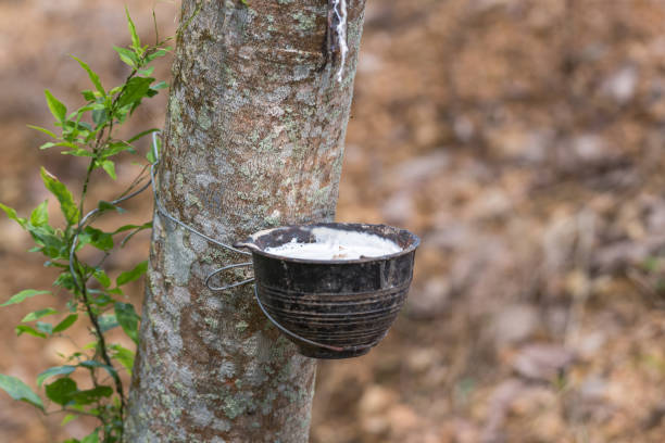 istock Rubber tree with natural rubber drop at plantation 1141192483